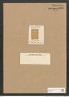 Amphora turgida Greg. (de-Toni-Nr.: Genus 36, Species 1556) Zeichnungen Sammlung Grunow Nr. 2998 (NHMW-BOT-W0370372)